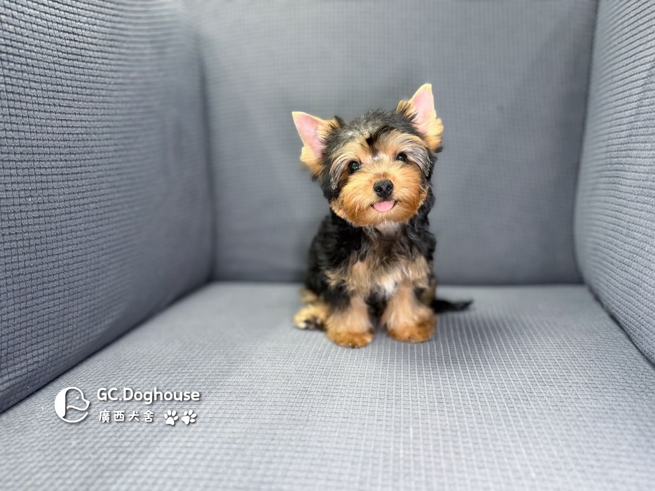 迷你型約克夏-弟弟 (6053):圖片 7