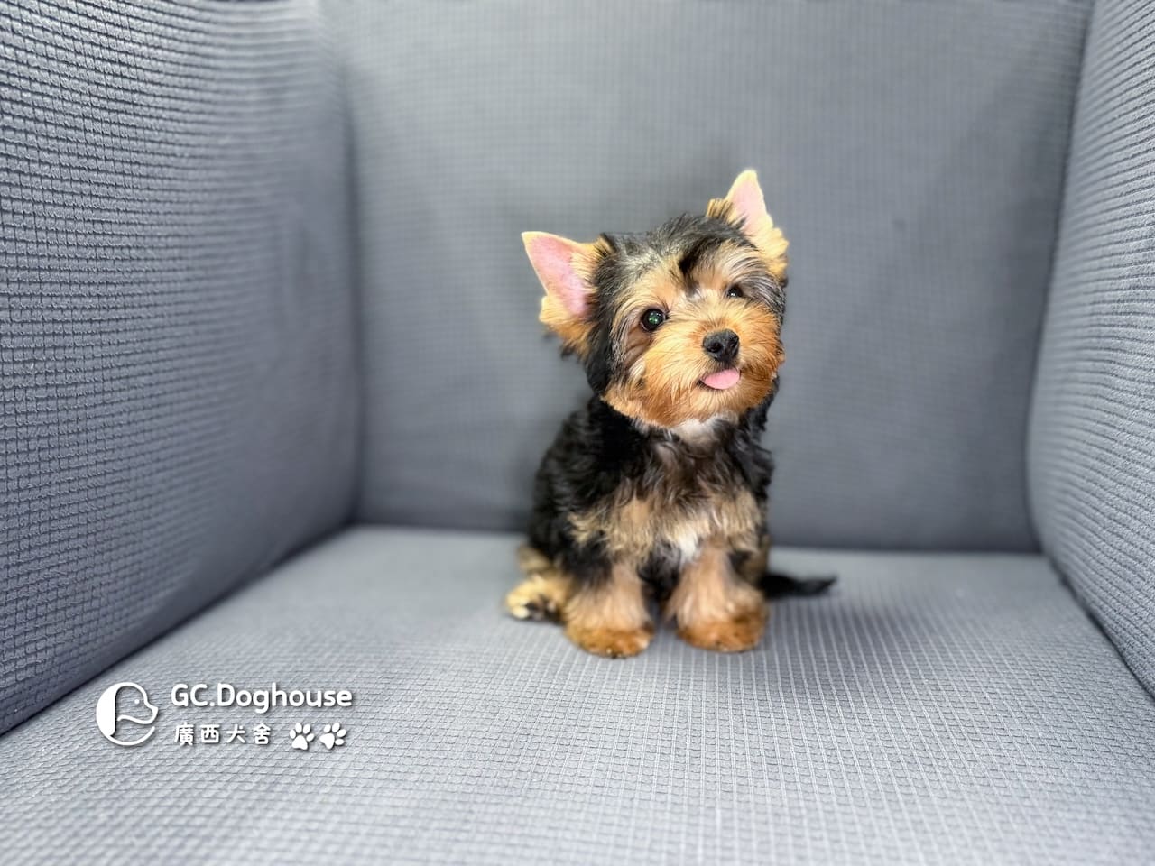 迷你型約克夏-弟弟 (6053):圖片 6