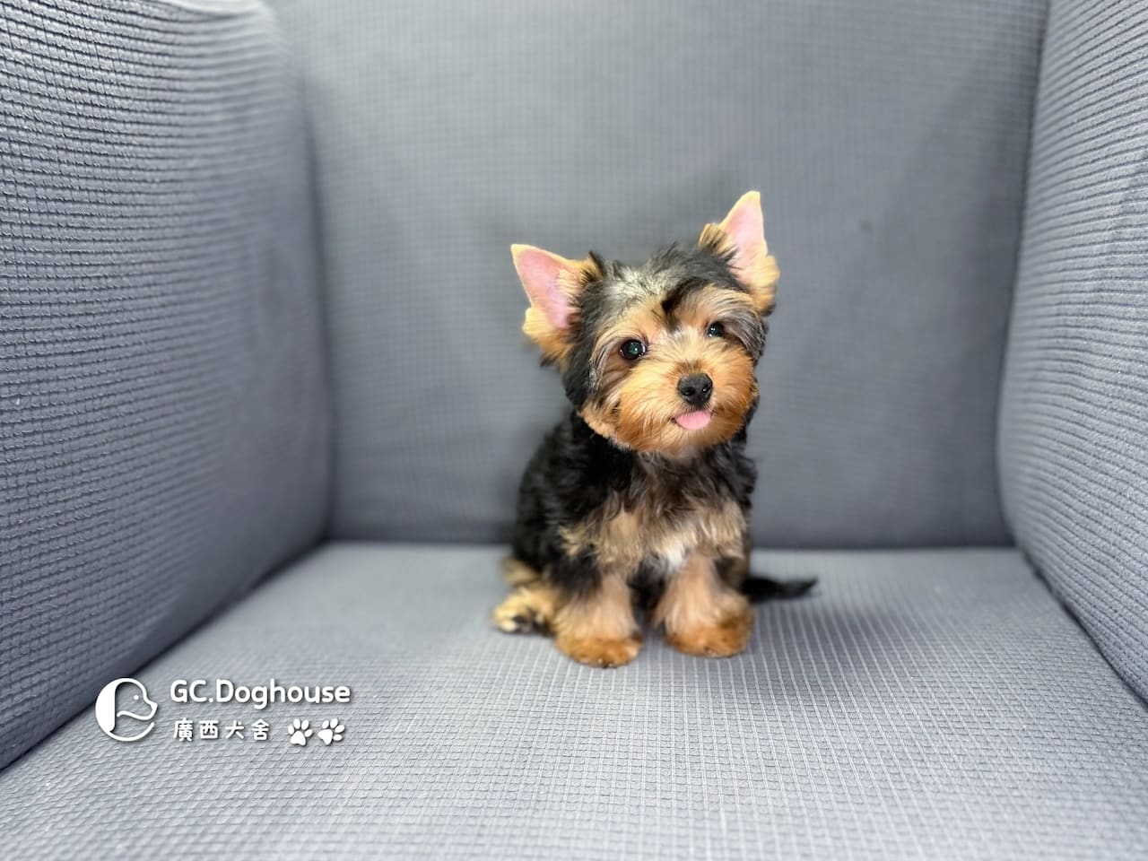 迷你型約克夏-弟弟 (6053):圖片 5