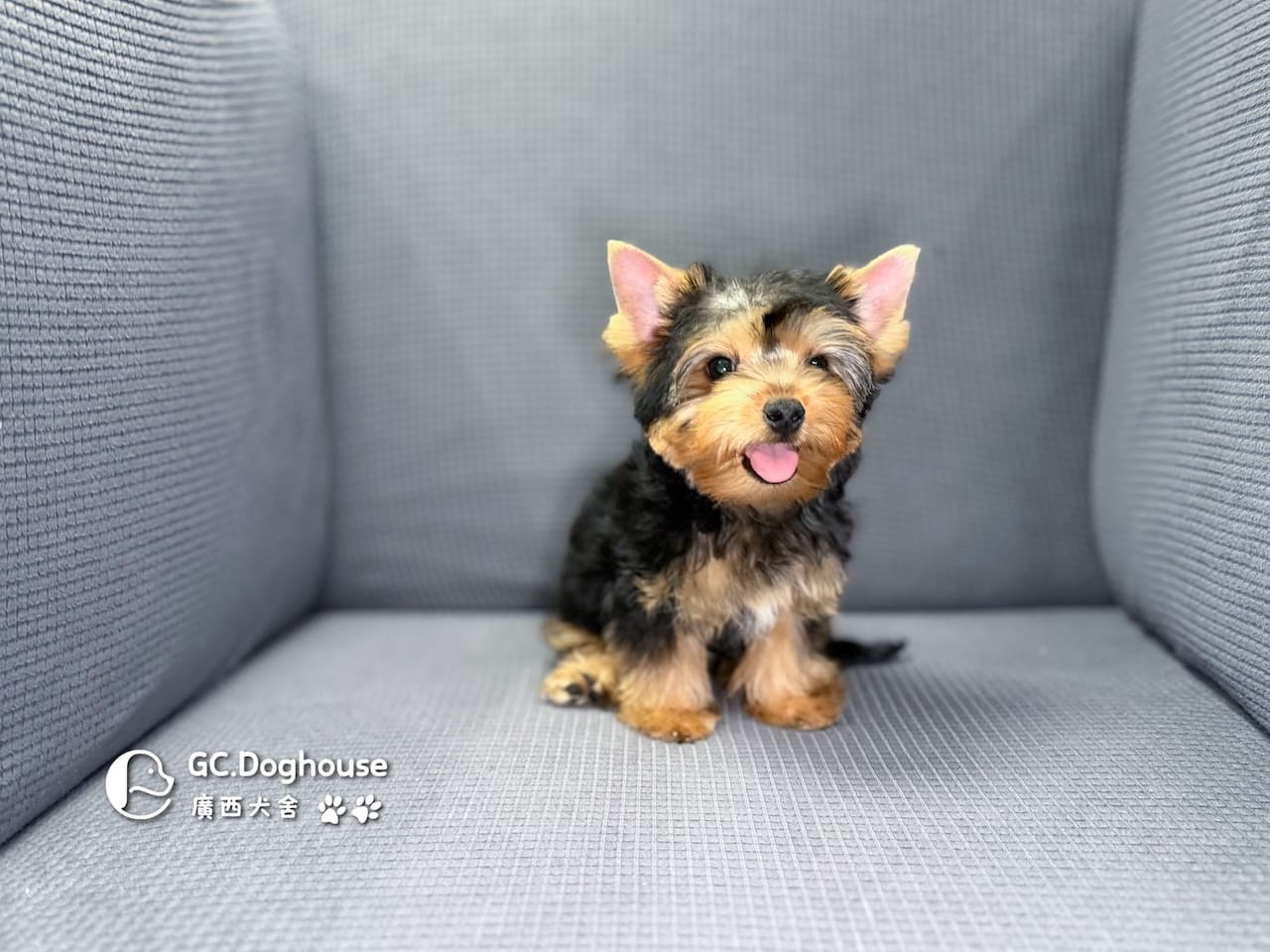 迷你型約克夏-弟弟 (6053):圖片 4