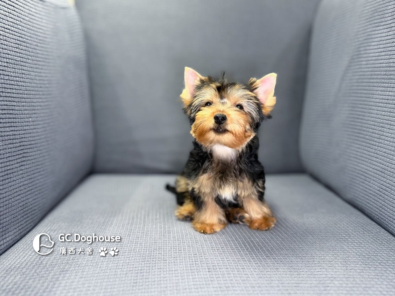 迷你型約克夏-弟弟 (6053):圖片 3