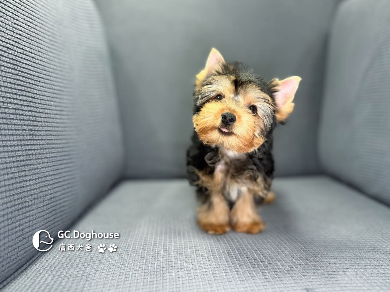 迷你型約克夏-弟弟 (6053):圖片 2