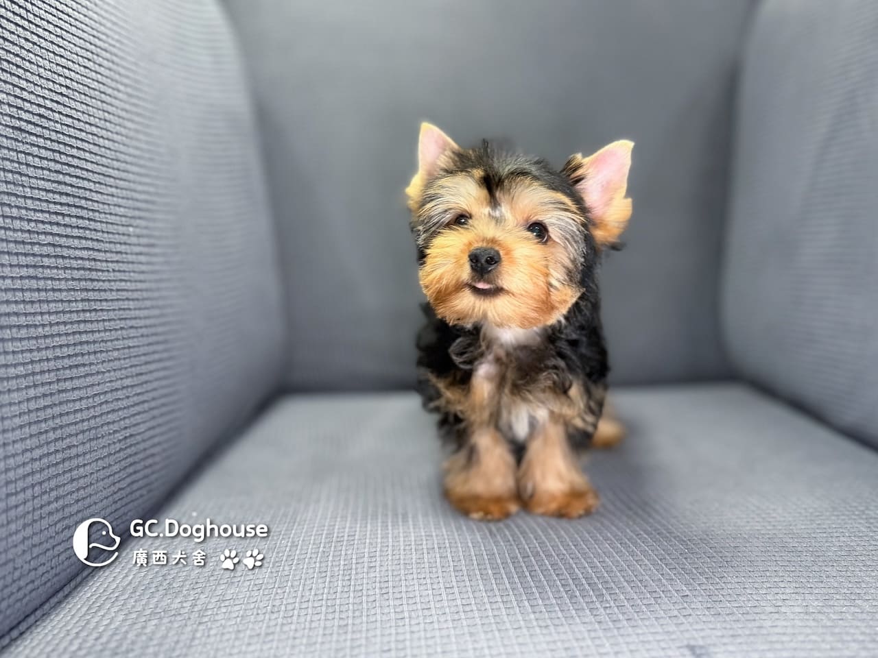 迷你型約克夏-弟弟 (6053):圖片 15