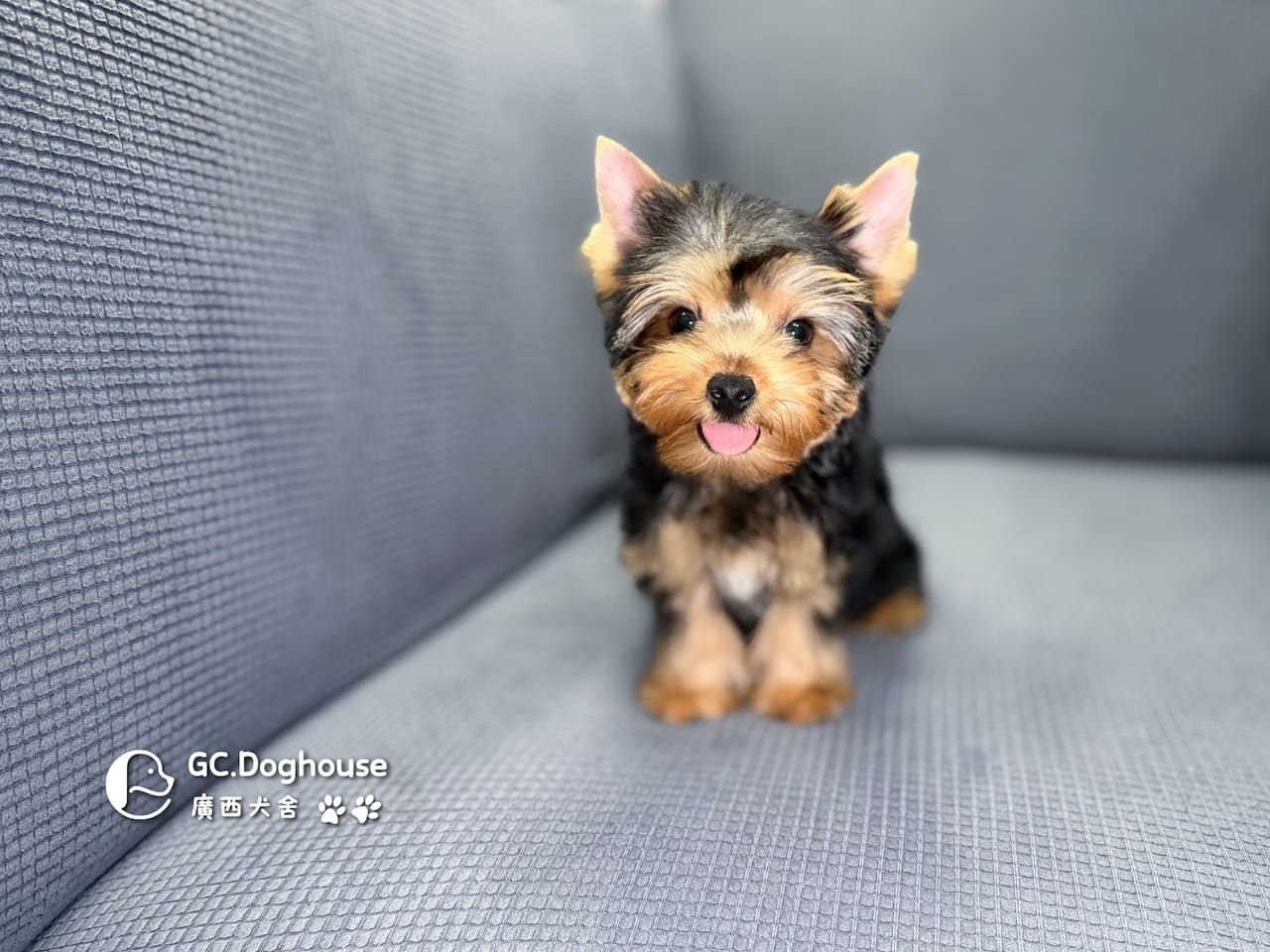 迷你型約克夏-弟弟 (6053):圖片 14