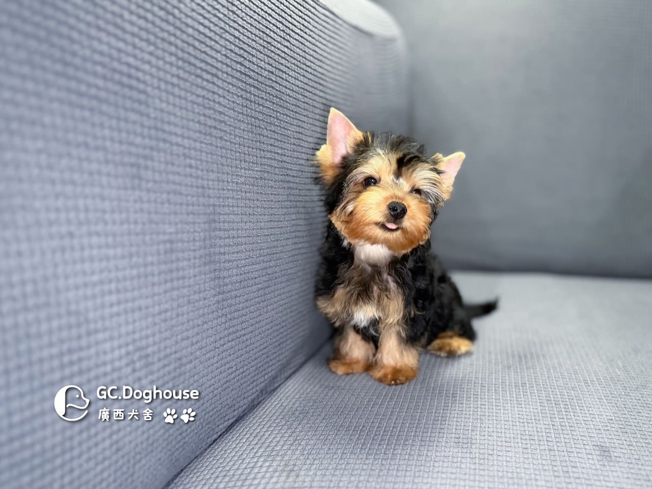 迷你型約克夏-弟弟 (6053):圖片 13