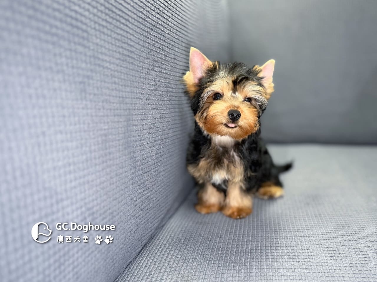 迷你型約克夏-弟弟 (6053):圖片 12