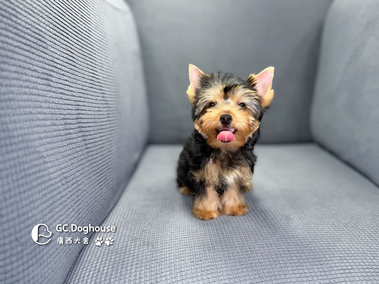 迷你型約克夏-弟弟 (6053):圖片 11