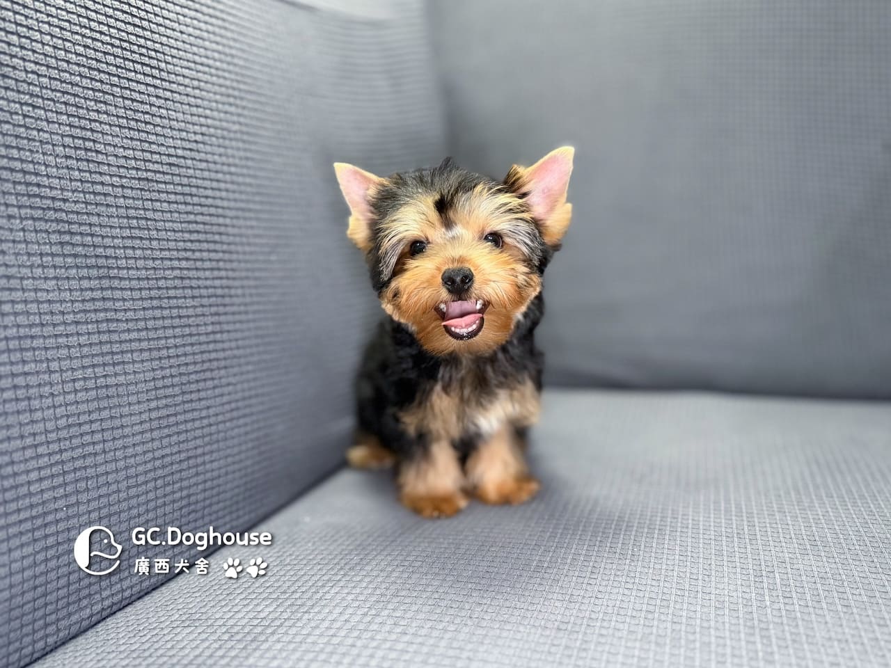 迷你型約克夏-弟弟 (6053):圖片 10