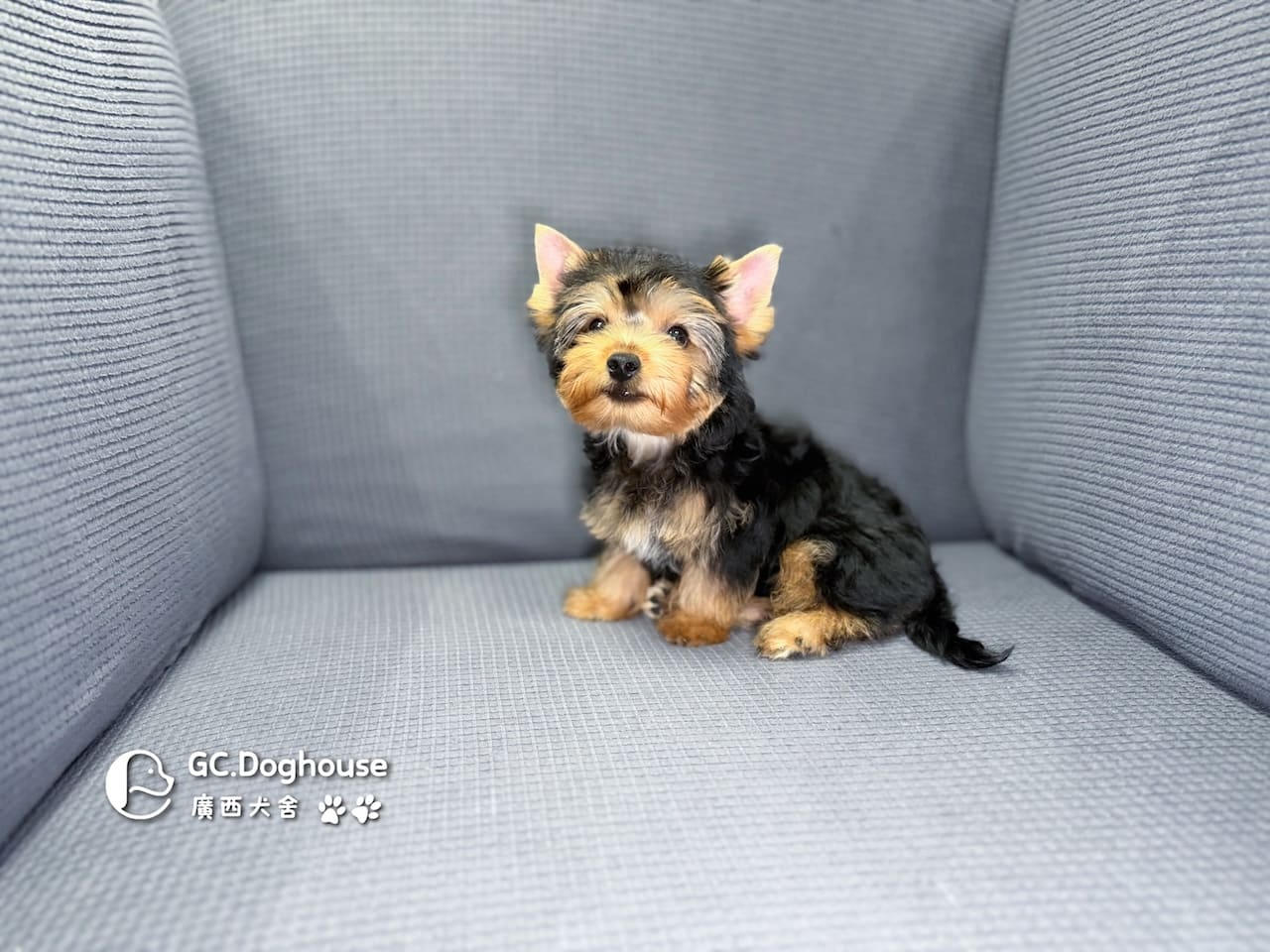 迷你型約克夏-弟弟 (6053):圖片 9