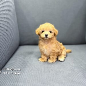 迷你型瑪爾泰迪-妹妹 (6060)