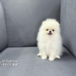 茶杯型白博美-妹妹 (6056)