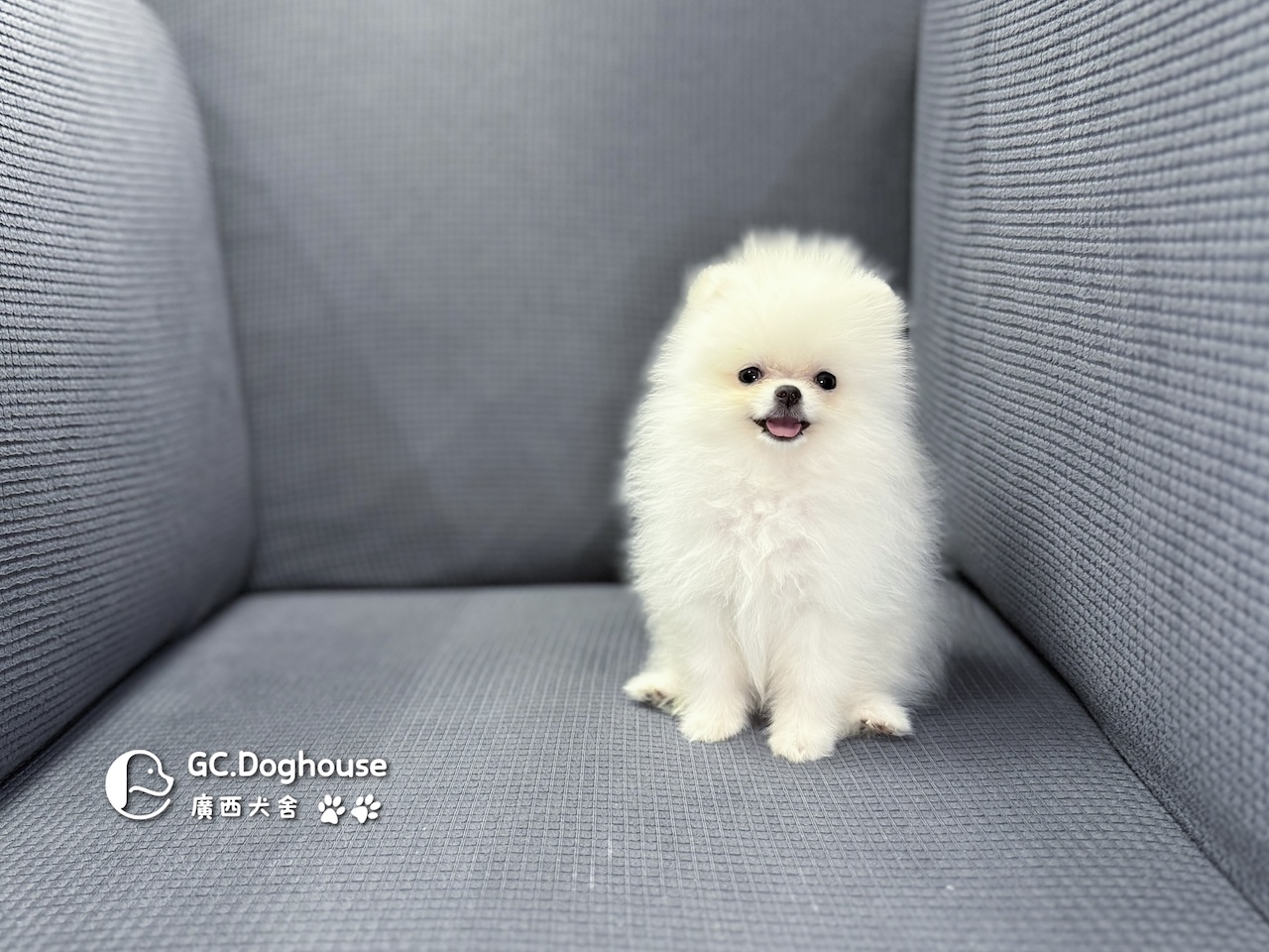 茶杯型白博美-妹妹 (6056)