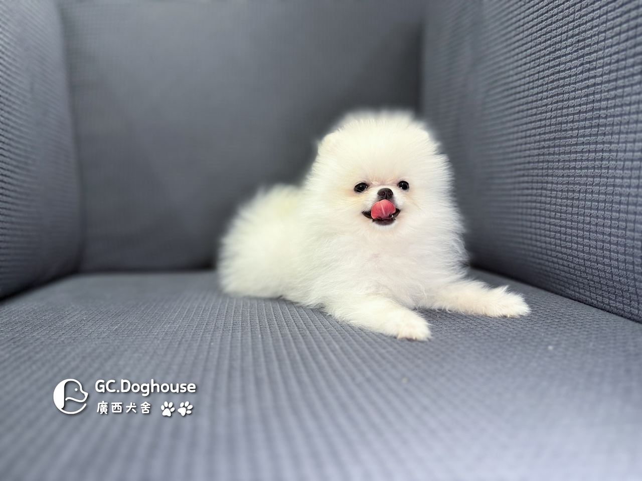 茶杯型白博美-妹妹 (6056):圖片 2