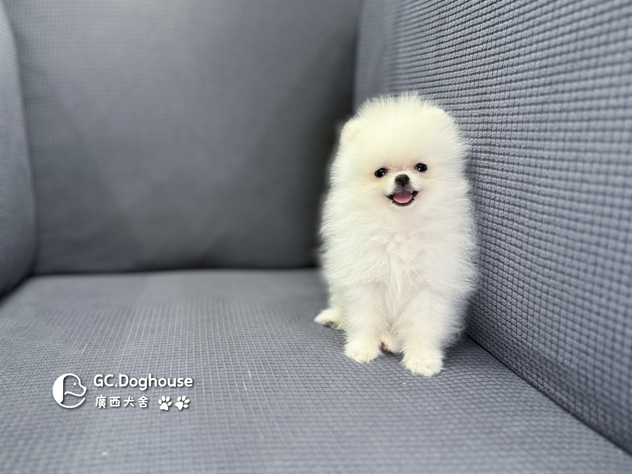 茶杯型白博美-妹妹 (6056):圖片 8