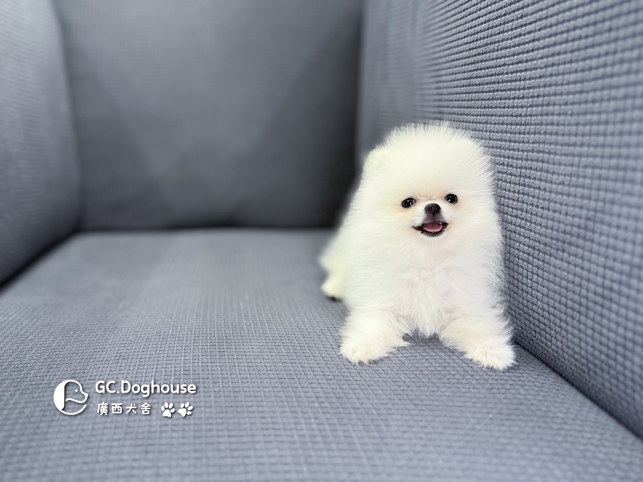 茶杯型白博美-妹妹 (6056):圖片 7