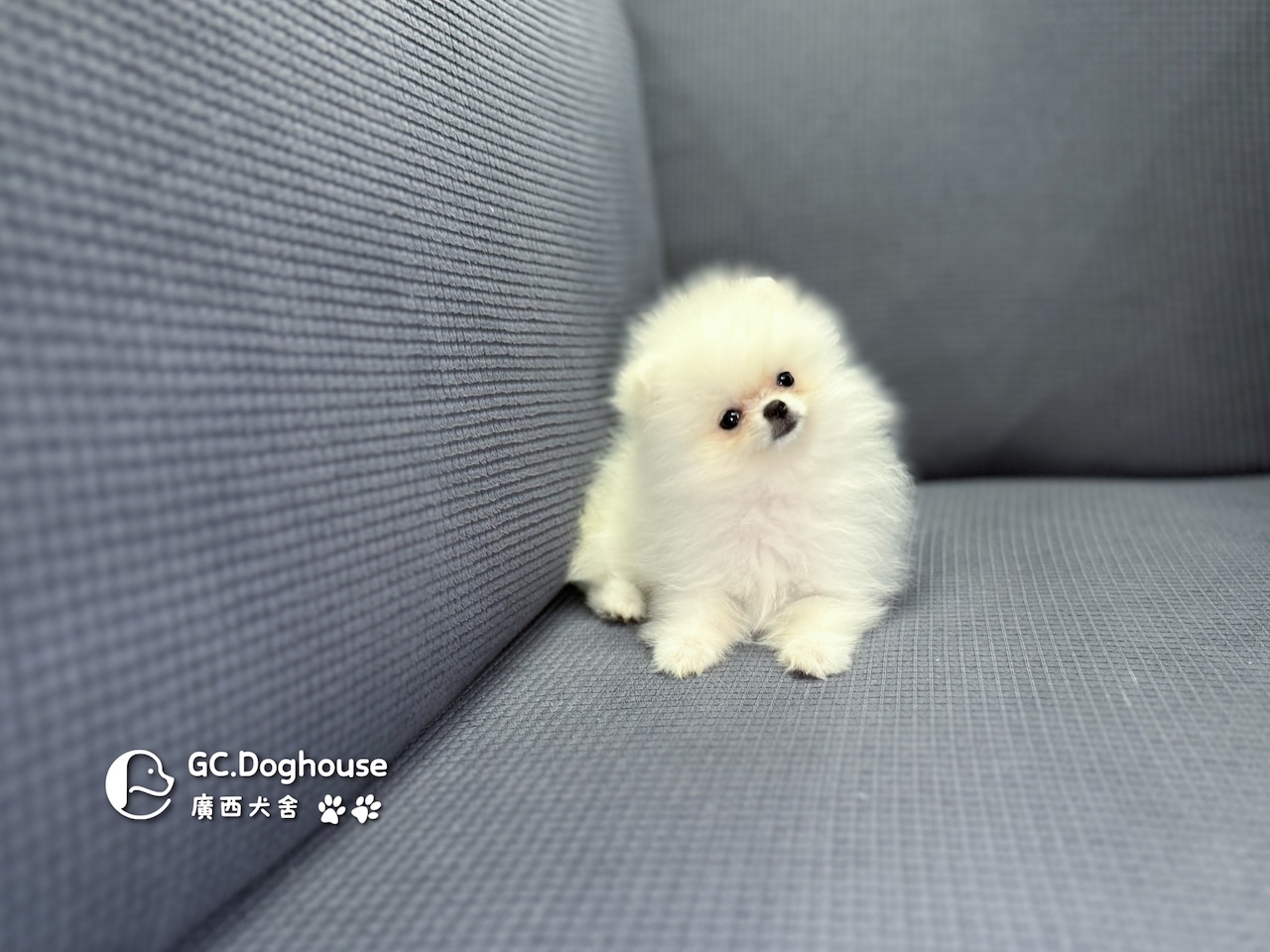 茶杯型白博美-妹妹 (6056):圖片 6