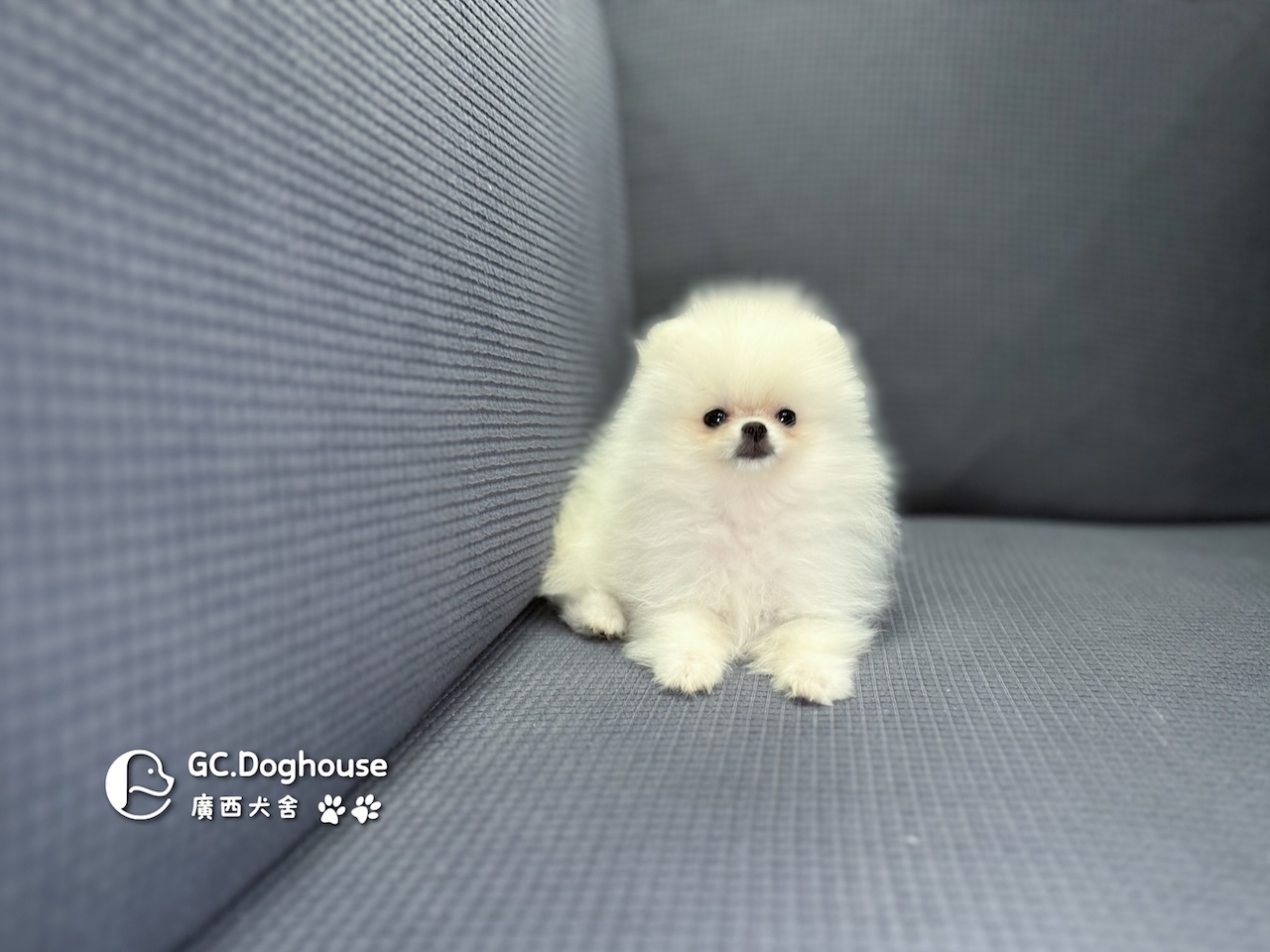 茶杯型白博美-妹妹 (6056):圖片 5