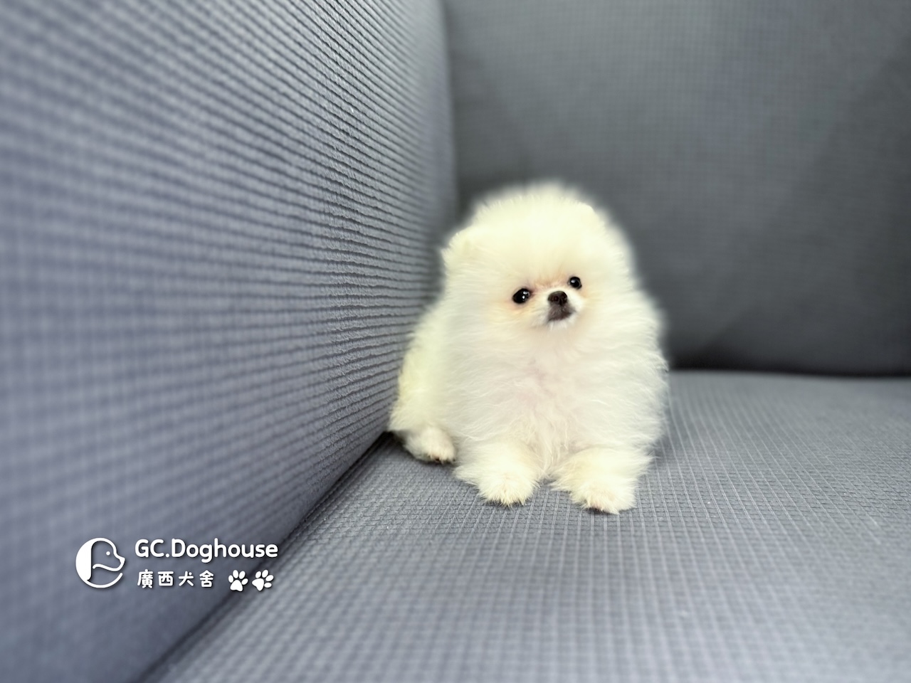 茶杯型白博美-妹妹 (6056):圖片 4