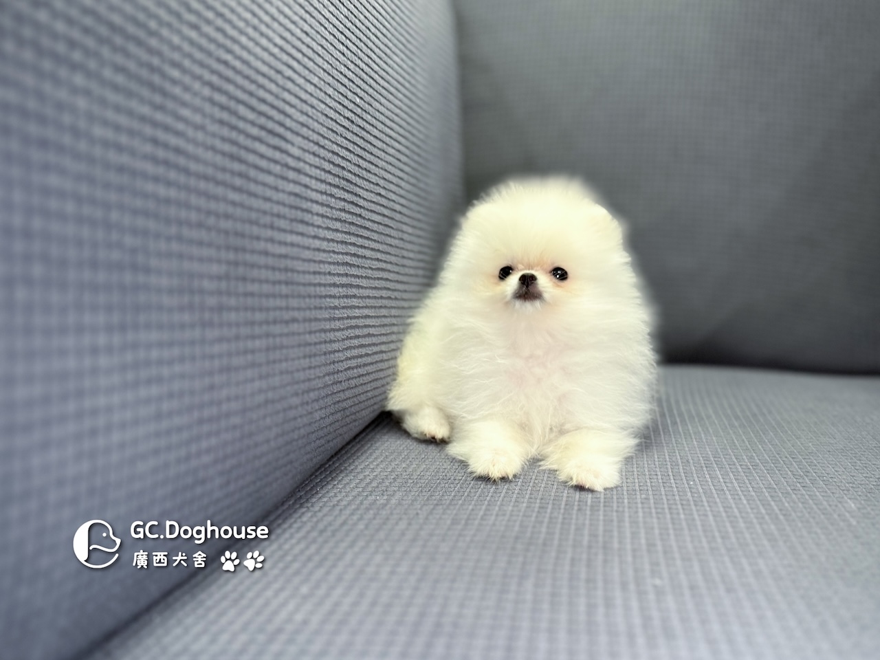 茶杯型白博美-妹妹 (6056):圖片 3