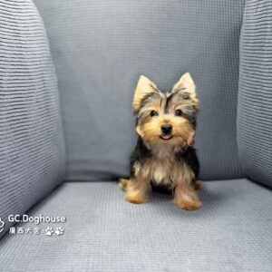 迷你型約克夏-弟弟 (6052)