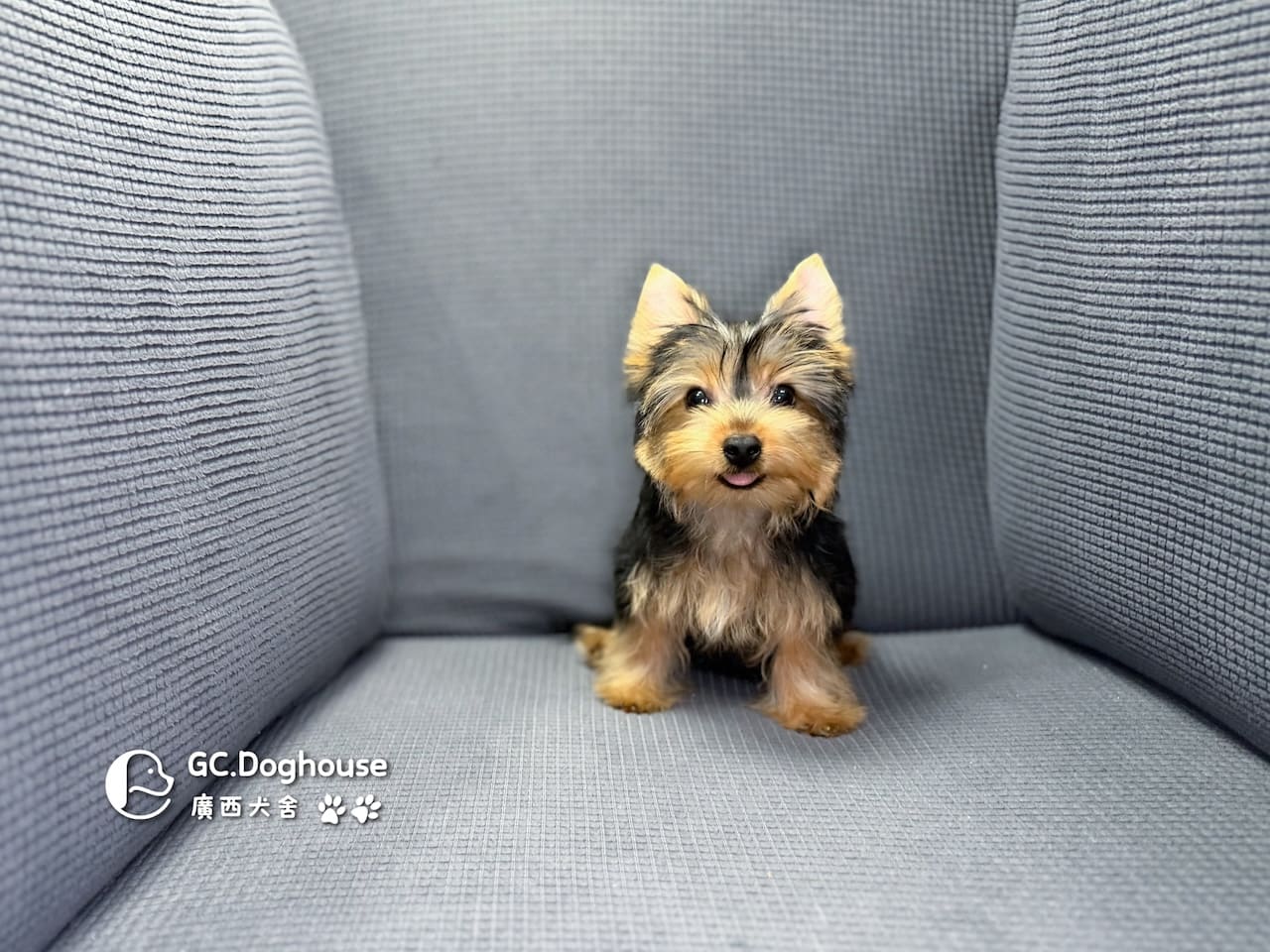 迷你型約克夏-弟弟 (6052)