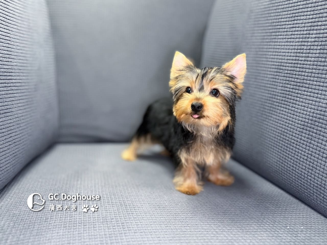 迷你型約克夏-弟弟 (6052):圖片 6