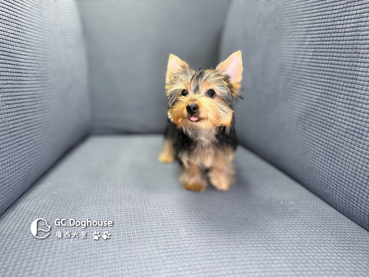 迷你型約克夏-弟弟 (6052):圖片 5