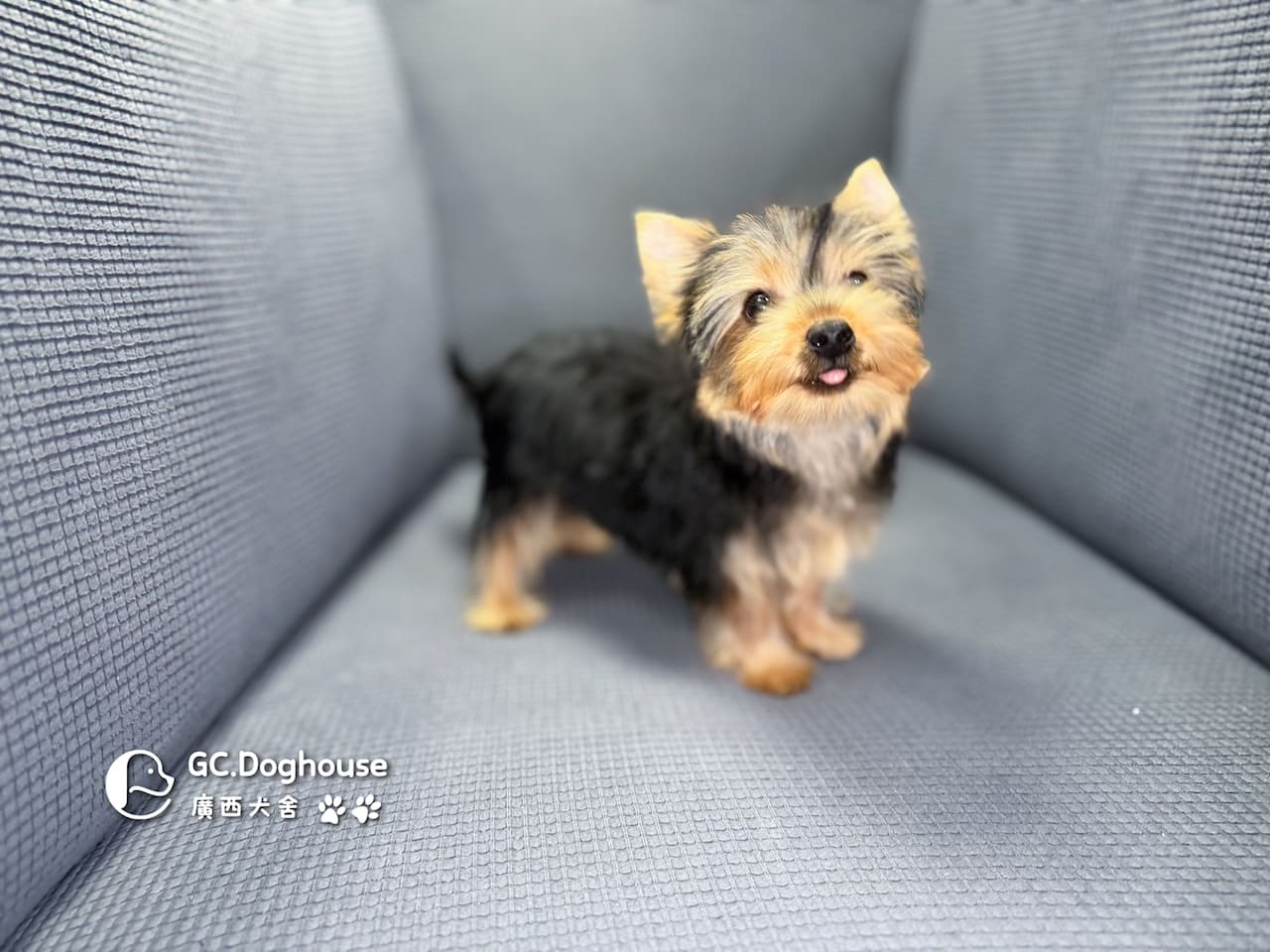 迷你型約克夏-弟弟 (6052):圖片 4