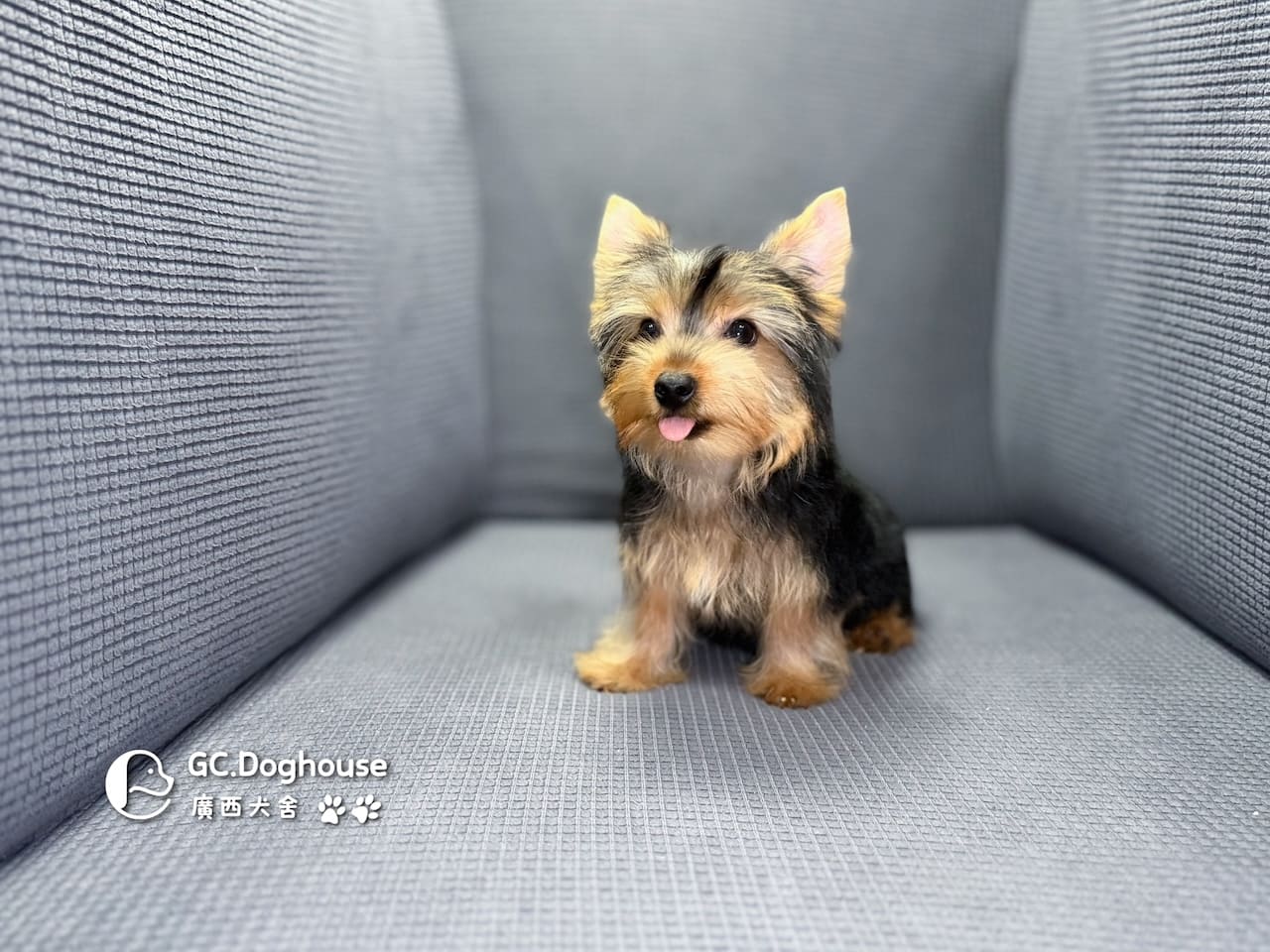 迷你型約克夏-弟弟 (6052):圖片 3