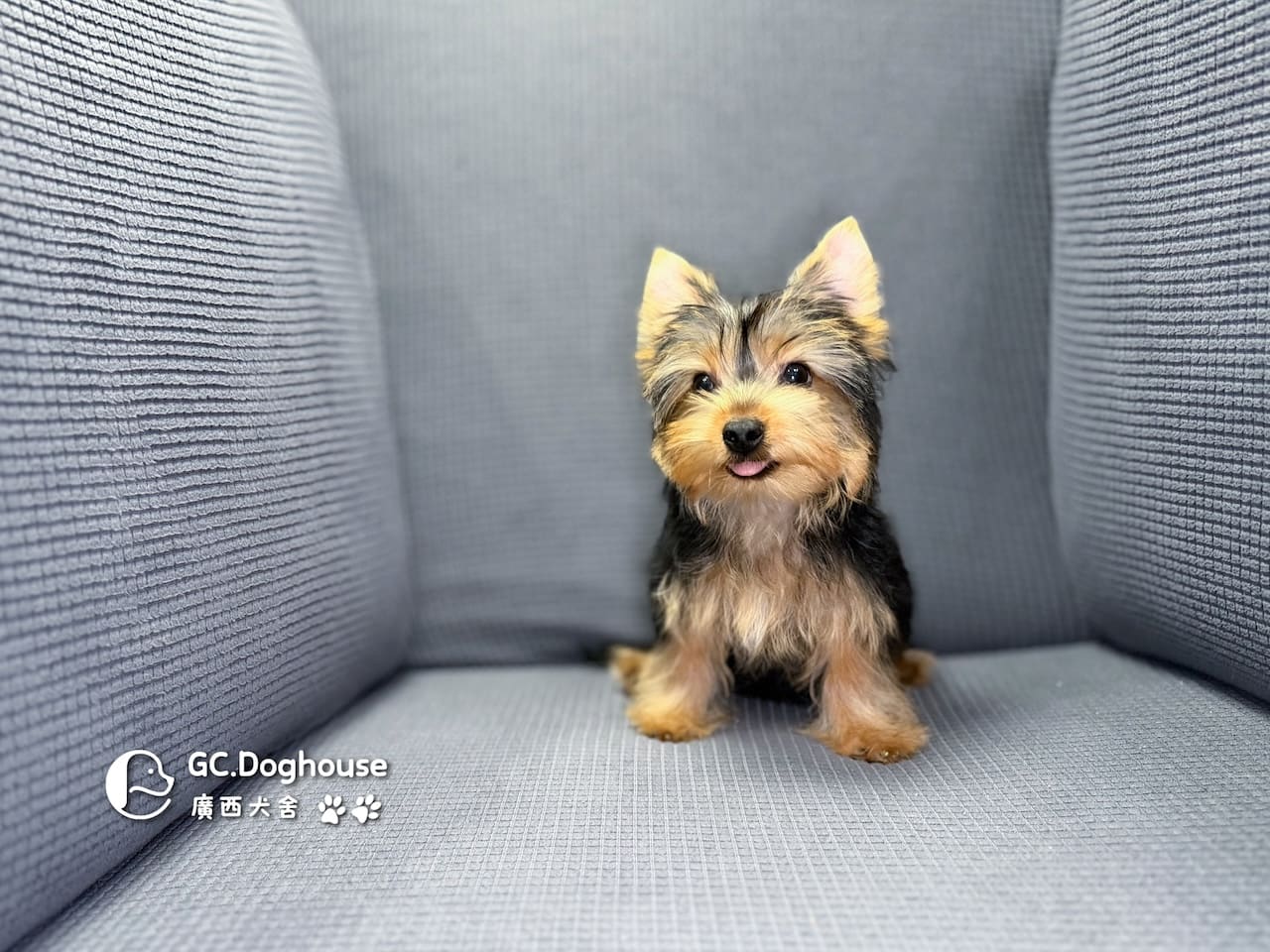 迷你型約克夏-弟弟 (6052):圖片 2