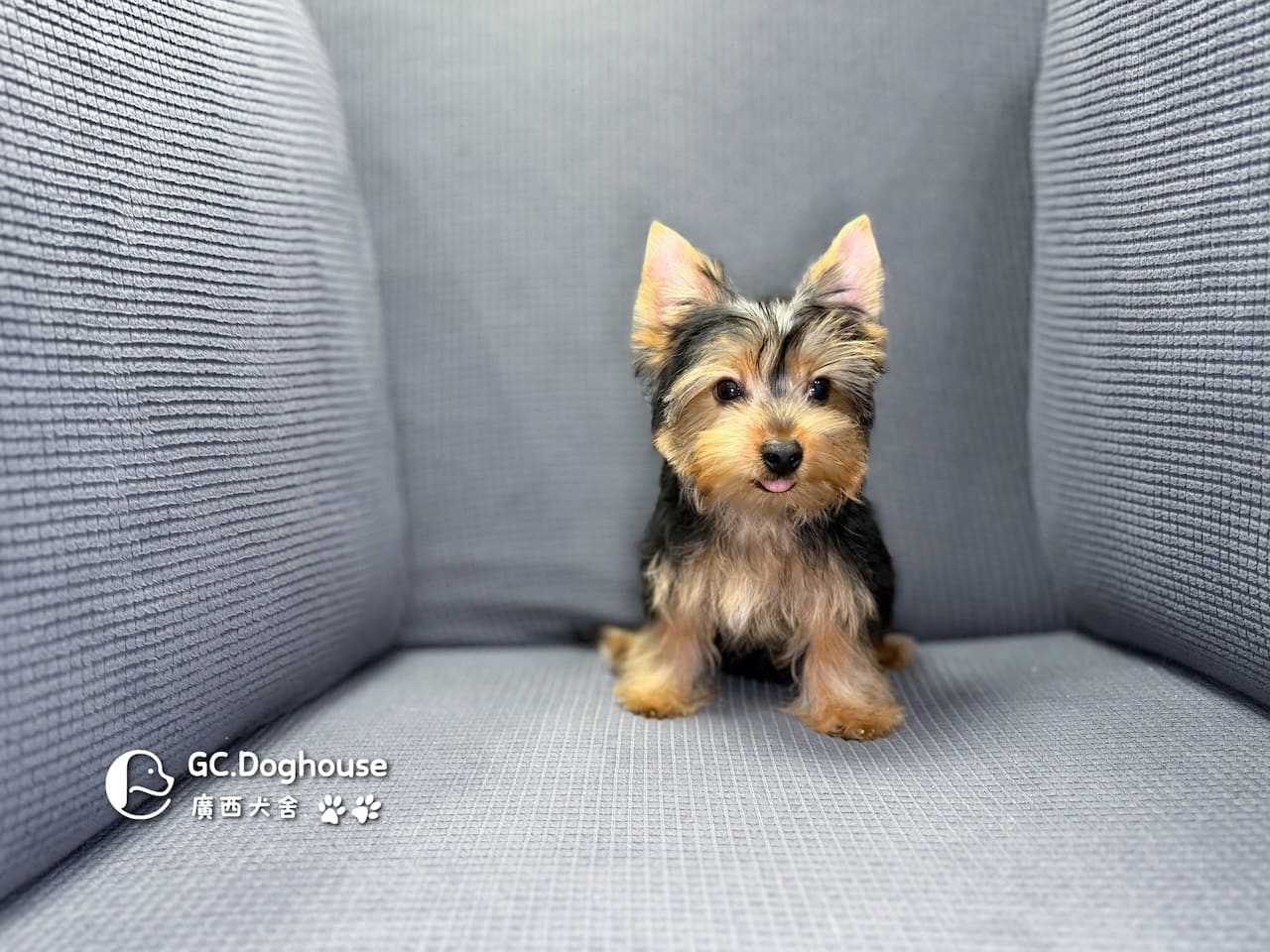 迷你型約克夏-弟弟 (6052):圖片 12