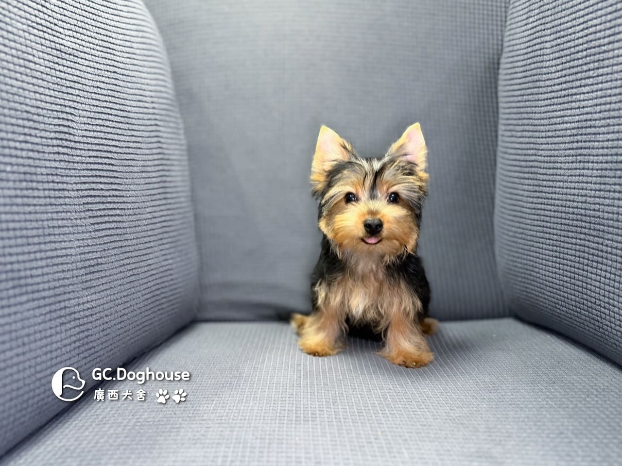 迷你型約克夏-弟弟 (6052):圖片 11