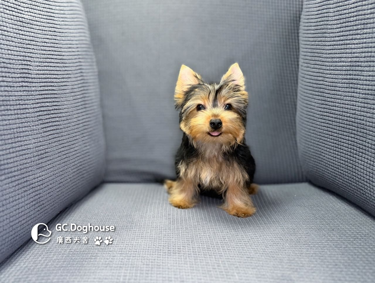 迷你型約克夏-弟弟 (6052):圖片 10