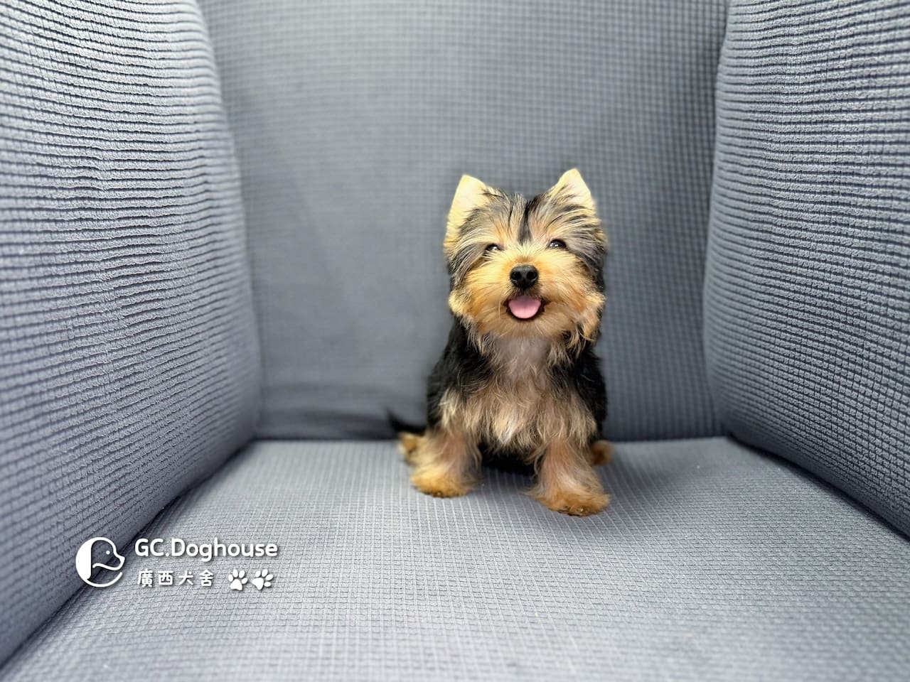 迷你型約克夏-弟弟 (6052):圖片 9