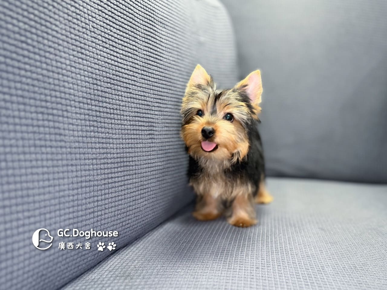 迷你型約克夏-弟弟 (6052):圖片 8