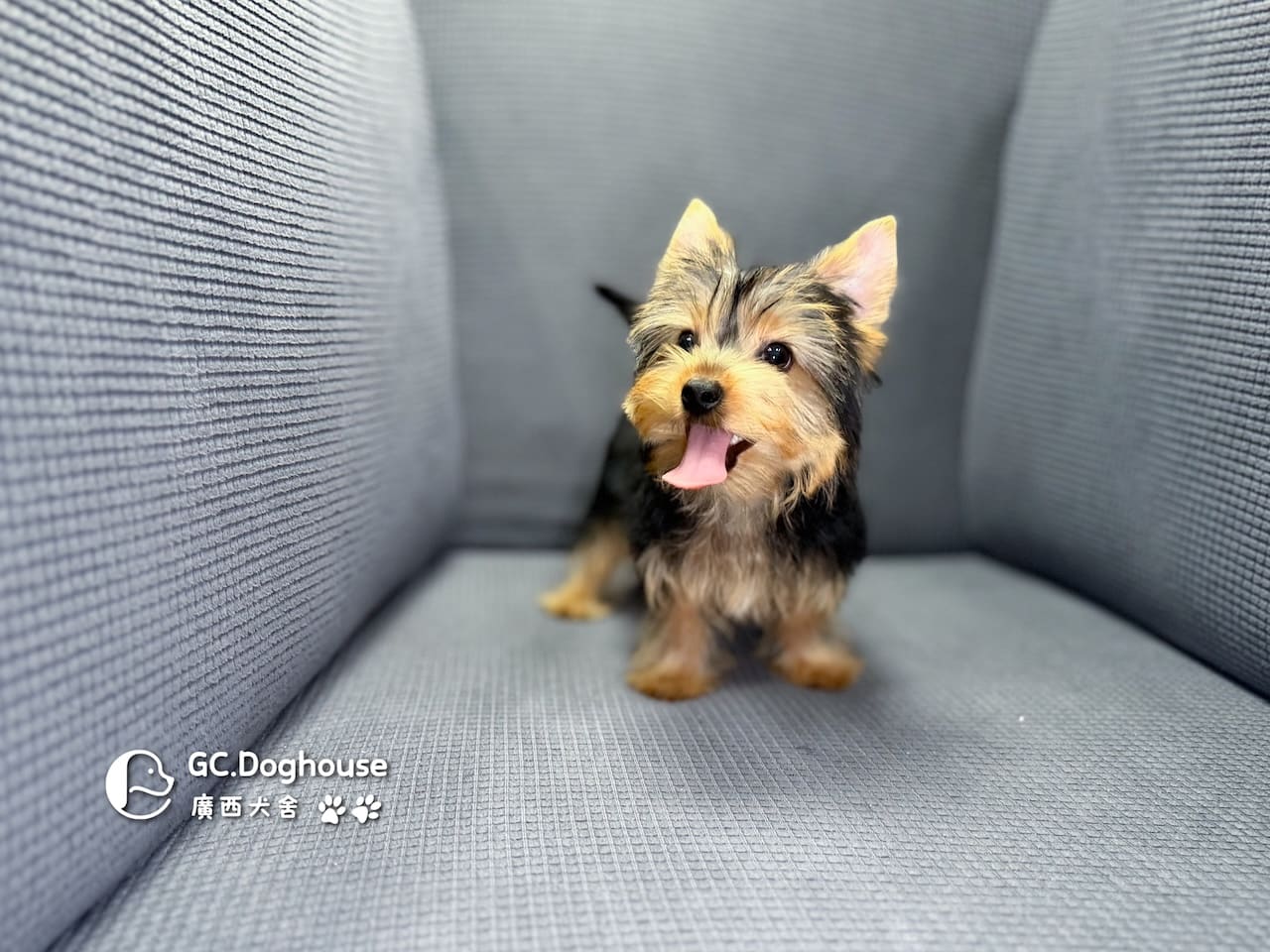 迷你型約克夏-弟弟 (6052):圖片 7