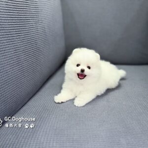 玩具型白博美-妹妹 (6065)