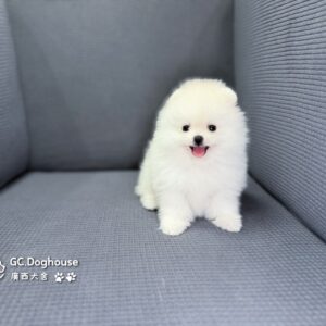 玩具型白博美-妹妹 (6066)