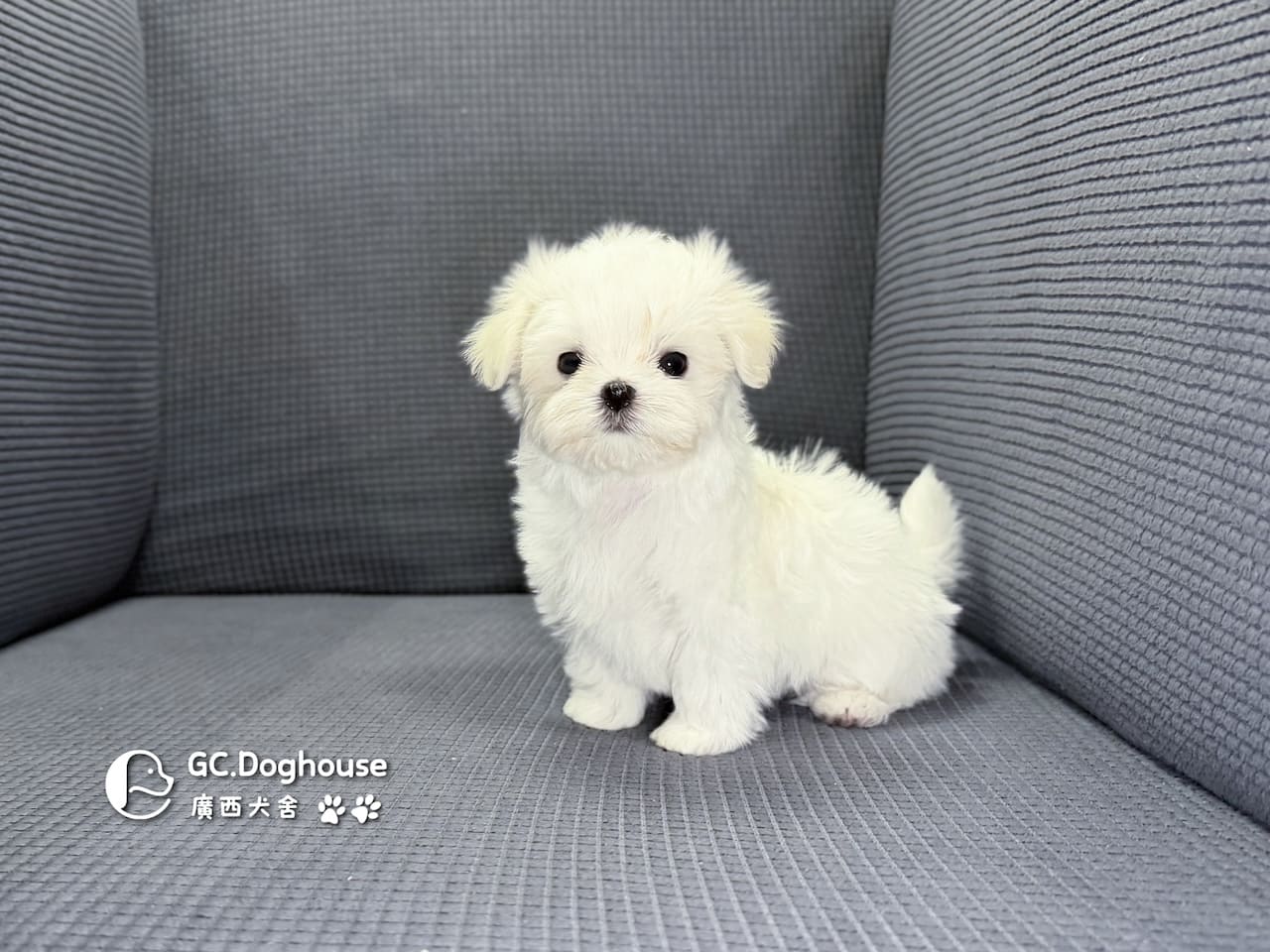 迷你型瑪爾濟斯-妹妹(6067):圖片 8