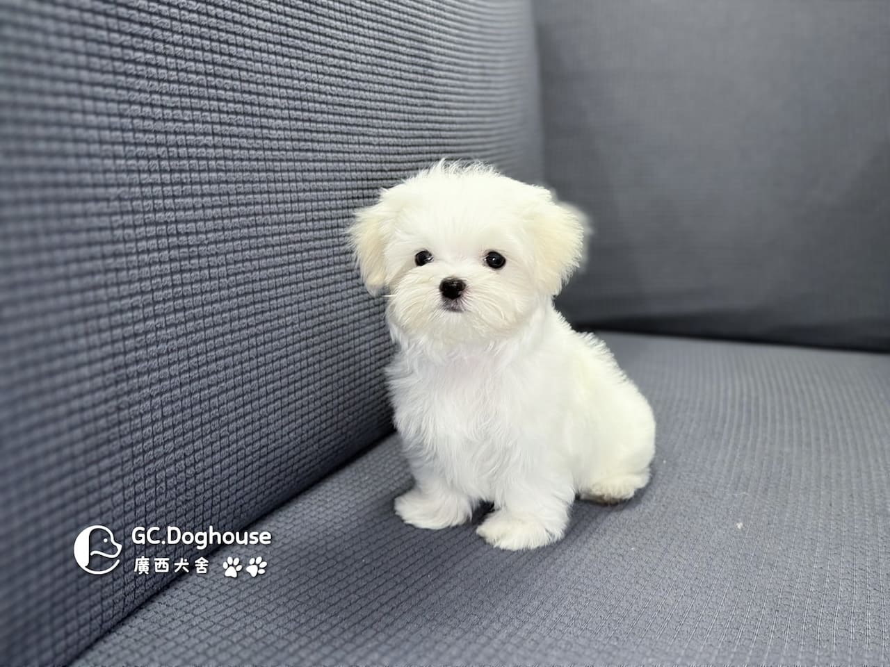 迷你型瑪爾濟斯-妹妹(6067):圖片 5