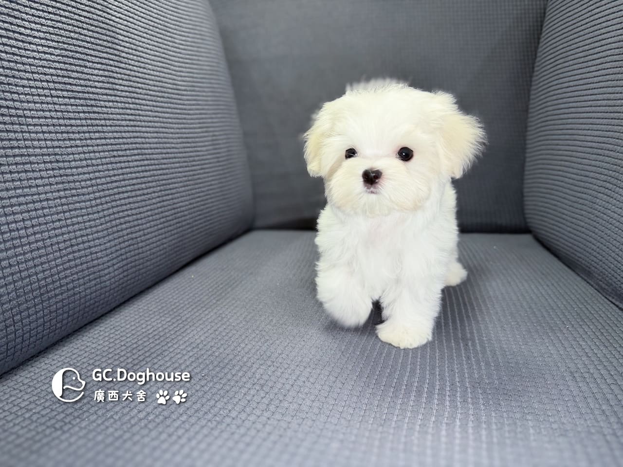 迷你型瑪爾濟斯-妹妹(6067):圖片 4