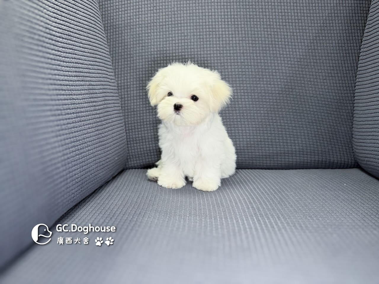 迷你型瑪爾濟斯-妹妹(6067):圖片 3