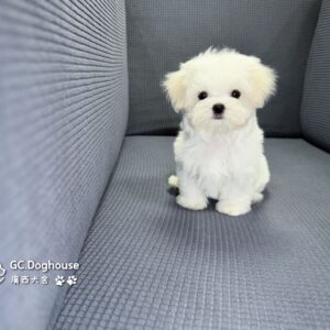 迷你型瑪爾濟斯-妹妹(6067)