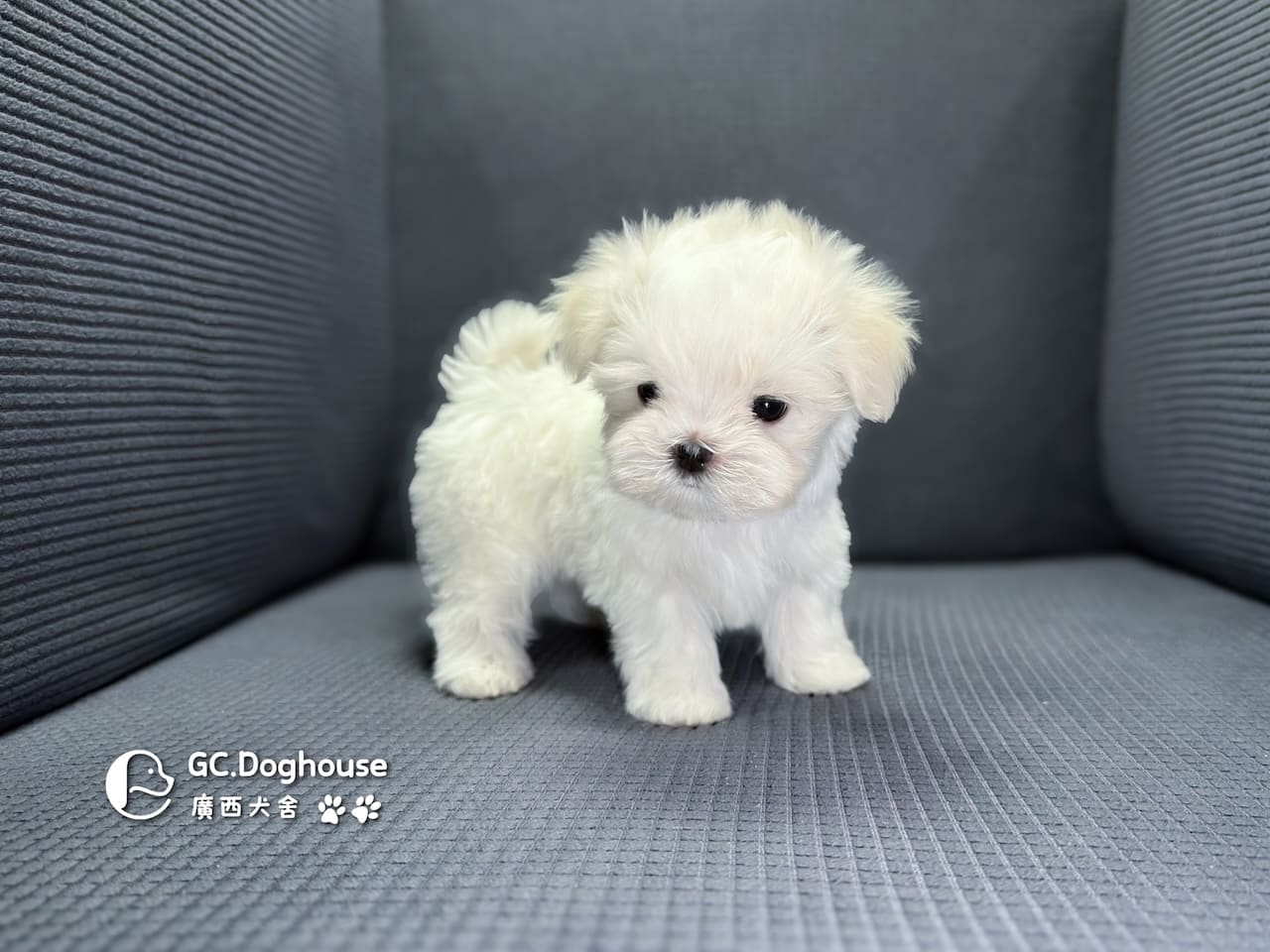 迷你型瑪爾濟斯-妹妹(6067):圖片 9