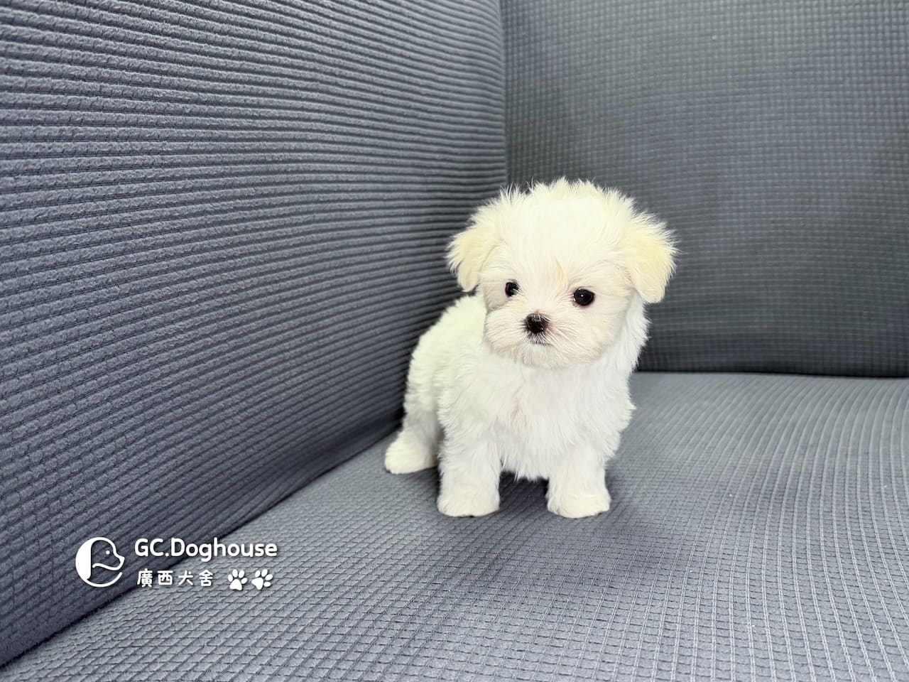 迷你型瑪爾濟斯-妹妹(6067):圖片 10