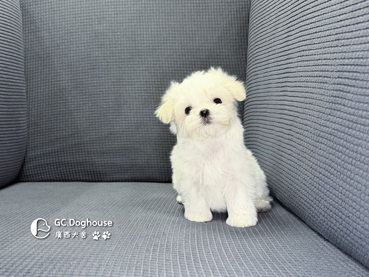 迷你型瑪爾濟斯-妹妹(6067):圖片 12