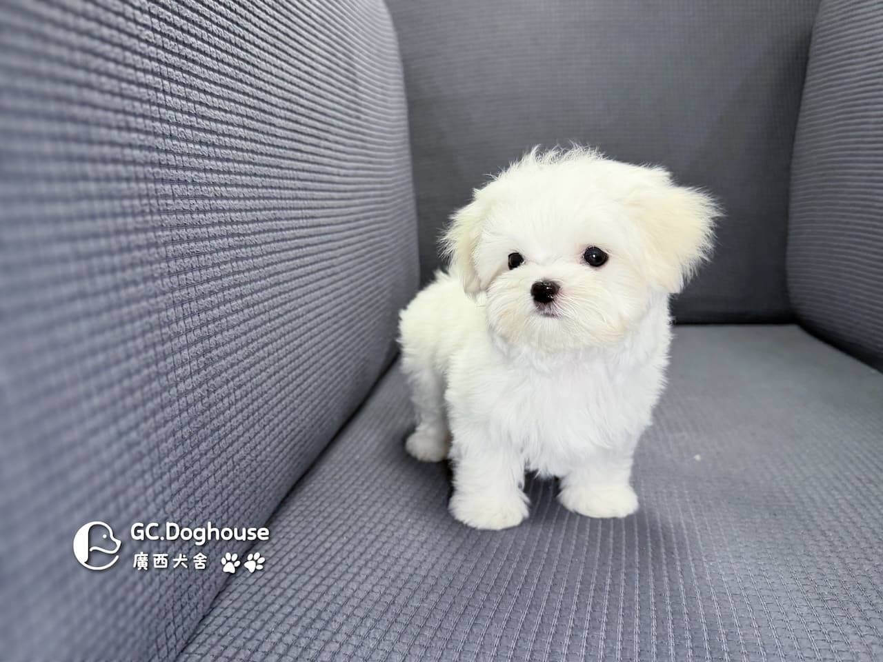 迷你型瑪爾濟斯-妹妹(6067):圖片 2