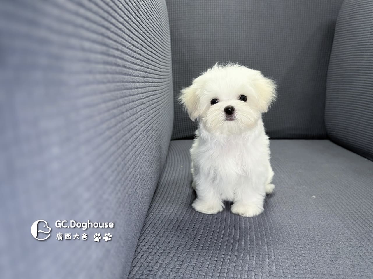 迷你型瑪爾濟斯-妹妹(6067):圖片 7