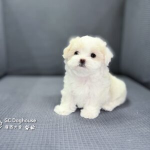 迷你型瑪爾濟斯-妹妹(6068)