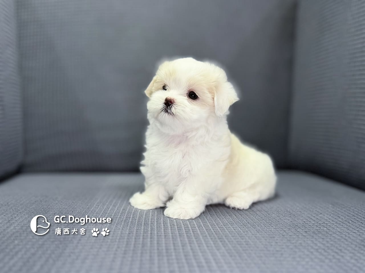 迷你型瑪爾濟斯-妹妹(6068):圖片 2